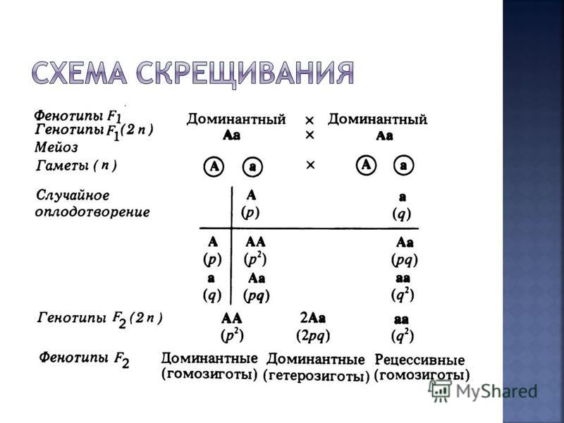 Генотипе доминантного признака