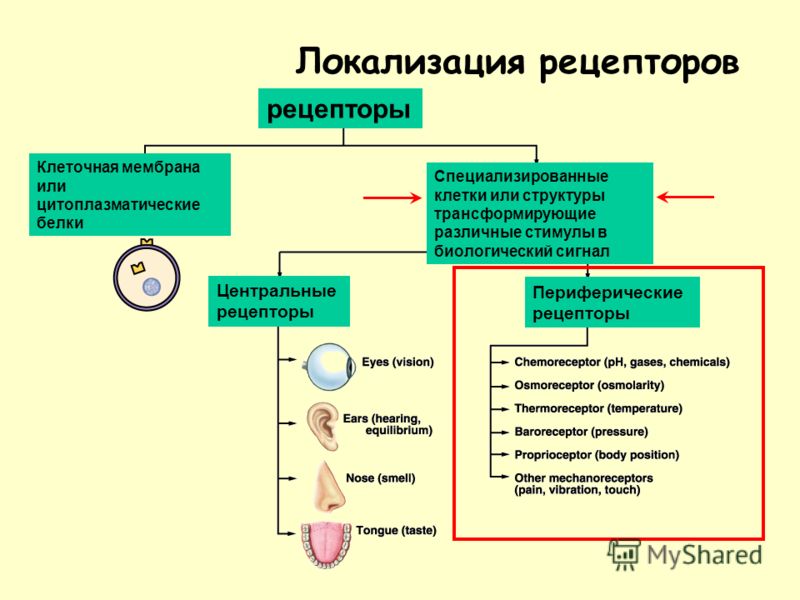 Виды рецепторов