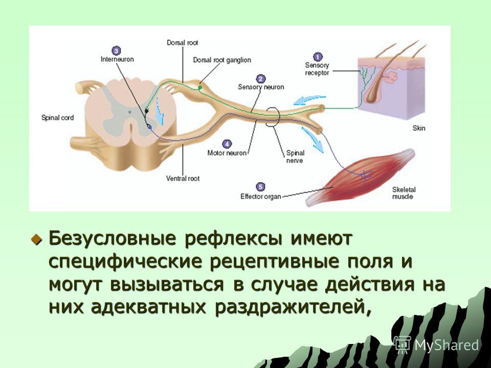 Хватательный рефлекс соматический или вегетативный