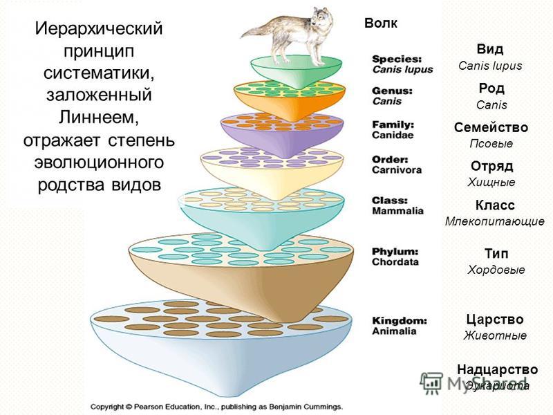 Принципы классификации систематика биология 11 класс презентация