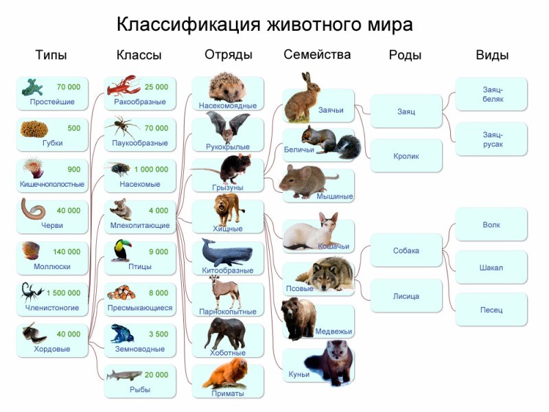 классификация