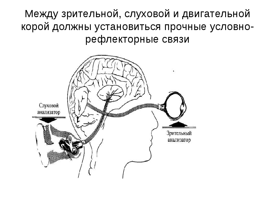Система слухового восприятия