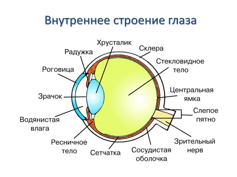 Орган чувства зрения - глаза