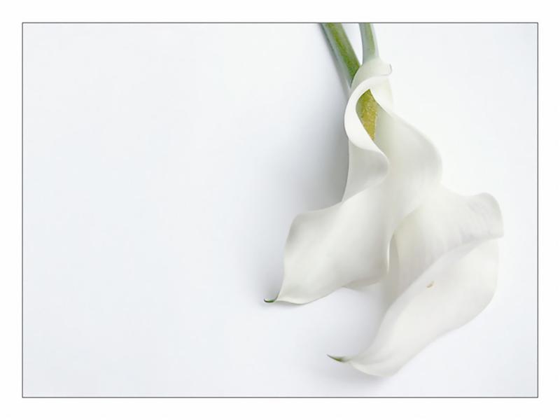 Белый цветок целебный в цветотерапии