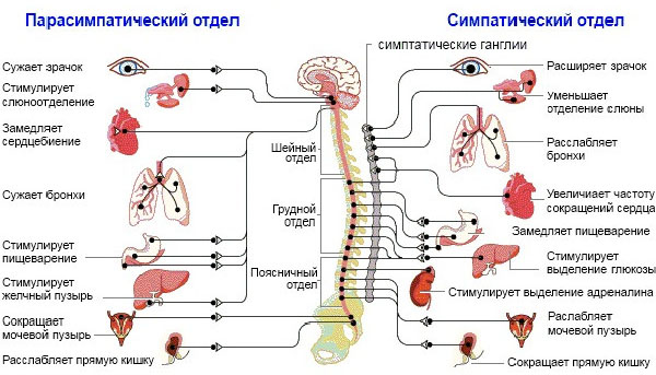 Симпатическая и парасимпатическая нервная система