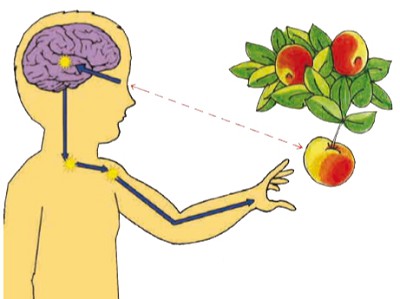 Схема передачи нервного импульса при воздействии зрительного раздражителя