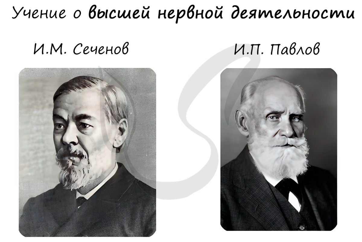 И.М. Сеченов и И.П. Павлов