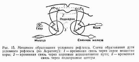 Схема условных рефлексов